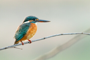 Common Kingfisher perching on a perch
