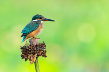 Common Kingfisher perching on withered lotus flower