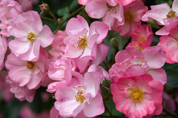pink and white flowers roses