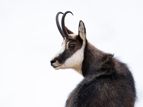Chamois