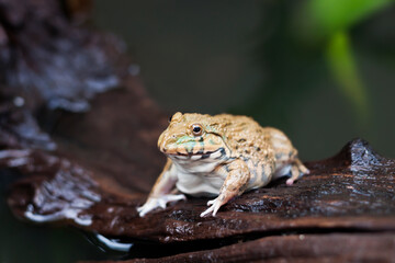 Frog traps insects on black and wet stumps. Floating on the water in the middle of nature