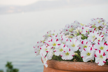 Fototapeta na wymiar Petunia flowers in bloom on the island of Evia, Greece