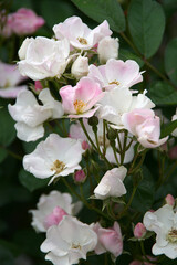 pink and white flowers roses