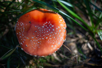 fly agaric mushroom