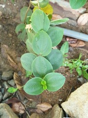 Leaves of plant