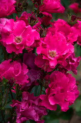 pink rose flowers in a garden
