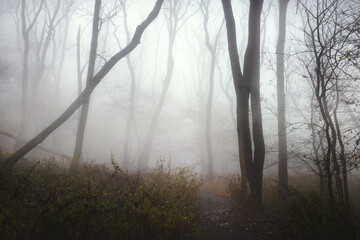 Muddy road in the misty forest.