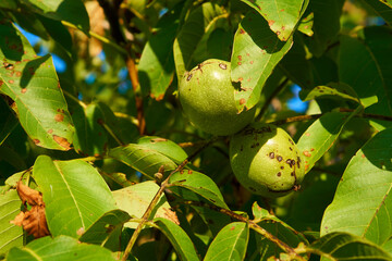 Walnut Tree Grow waiting to be harvested