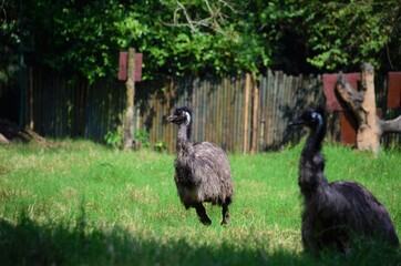 Emu