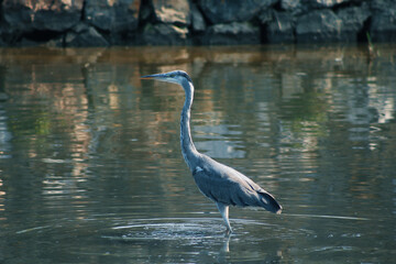 Heron hanging out in the stream