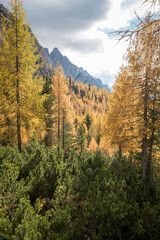 Forest in the Dolomites mountain in autumn with yellow color