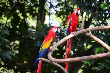 Red parrot