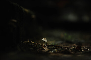 mushrooms in the dark forest