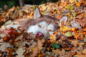 Husky dog lying in the leaves. Siberian husky sleeping in the fallen leaves in sunny autumn forest. © Konstantin