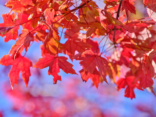 red maple leaves