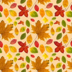 Fototapeta na wymiar Pattern of colored autumn leaves of different types on a beige background.