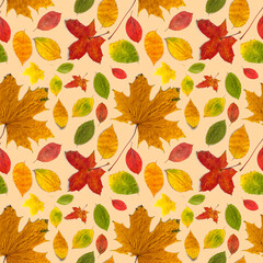 Pattern of colored autumn leaves of different types on a beige background.