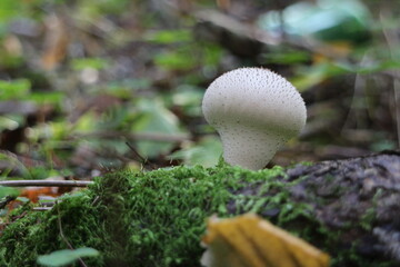 mushroom Lycoperdon in the forest close-up low angle view