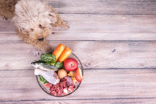 Obedient healthy dogs posing with barf raw meat on wooden surface