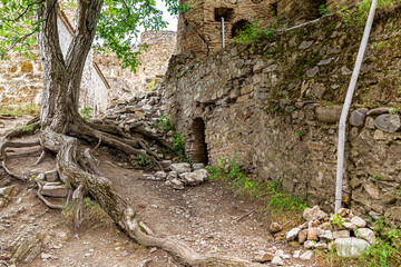 Courtyard of an ancient fortress with a large tree with sprouted rhizomes