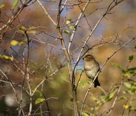 sparrow on a branch