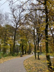 Fototapeta premium alley in the park