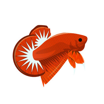 Vector Multi Color Thai Fighting Betta Fish For Your Logo