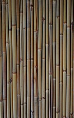 bamboo background texture