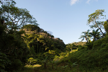 Fototapeta na wymiar 青空とジャングルに生育するヘゴ