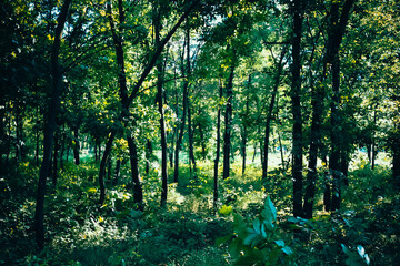 Sunlight in the forest