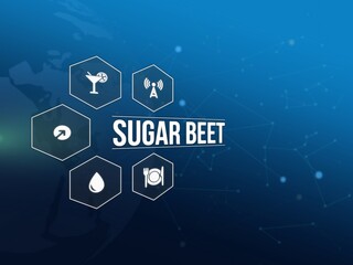 sugar beet