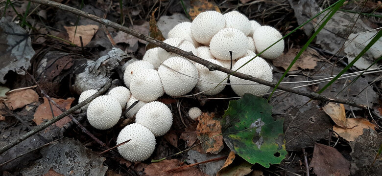 Lycoperdon perlatum Group of white raincoat mushrooms close-up. Common puffball, warted puffball, gem-studded puffball, wolf farts or the devils snuff-box