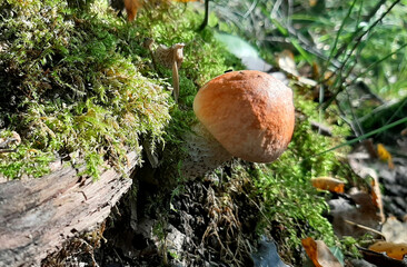 Red-capped scaber stalk mushroom grows on moss under the tree