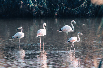 Flamingos hanging out in the lake