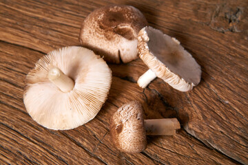 Wild foraged mushrooms on old wooden table