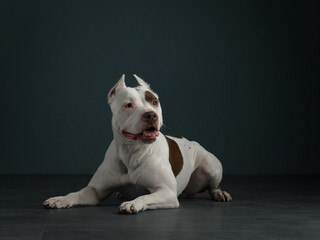 portrait of a dog on a black background. American pit bull terrier in studio