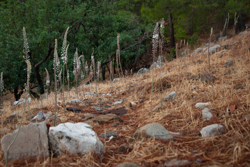 A path through stones