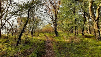 Obraz premium autumn in the forest