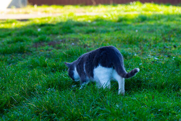 
gray and white cat on a background of green grass