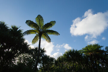 Fototapeta premium 青空とジャングルに生育するヘゴ