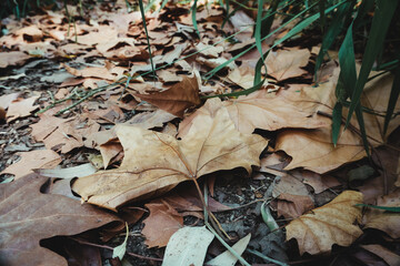 Fallen Leaves in Autumn Forest