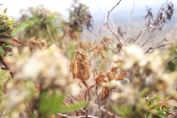 Dying leaves