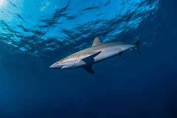 Fototapeta na wymiar Silky shark in the blue close to the surface
