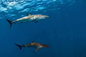 Couple of silky sharks (Carcharhinus falciformis) swimming in the blue