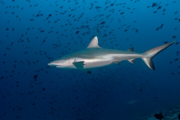 Grey reef shark (Carcharhinus amblyrhynchos) swimming among a school of fishes