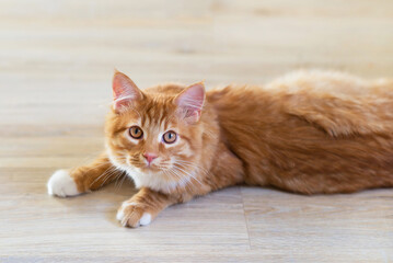 cute red cat portrait on the floor