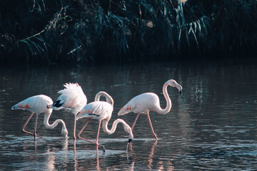 Flamingos hanging out in the lake