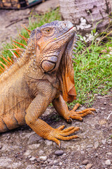 Iguana of Costa Rica