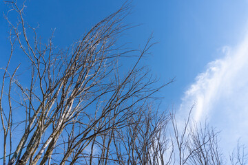 Dry Tree Branches Against Blue Sky