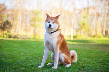 Adult akita inu dog portrait in the park